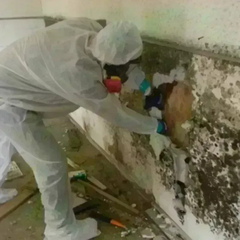 Mold Remediation and Removal in Hodgdon, ME